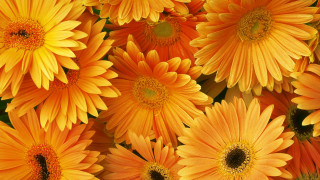 Orange flower closeup yellow centers - yellow center and petals free wallpaper
