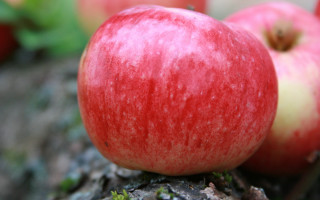 Apples tree stump harvest vibrant - fall vibrancy free wallpaper