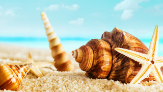 Starfish seashell sandy beach blue - a sandy beach free wallpaper