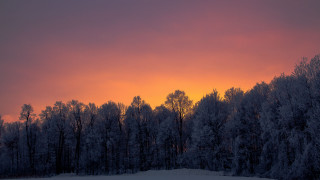 Sunset trees snow field winter - a sunset in the distance free wallpaper