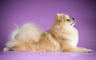 Dog purple background white long - glamor pose free wallpaper