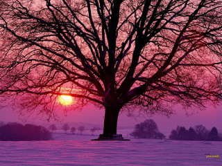 Tree field sunset pink sky - cloud and snow free wallpaper