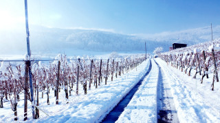 Snowy road trees building winter - the side of it free wallpaper