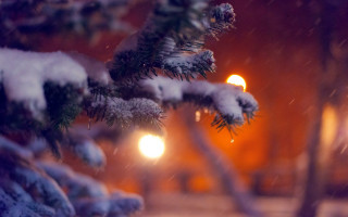 Pine tree snow night street - a pine tree free wallpaper