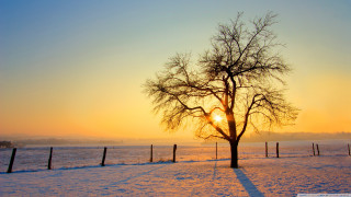 Tree snow sunset fence field - in the foreground free wallpaper