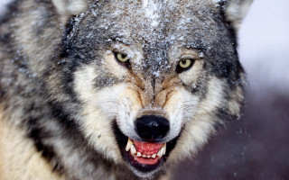 Wolf snow covered face open - face and mouth free wallpaper