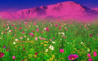 Flower field mountain pink sky - a pink sky in the background free wallpaper for desktop