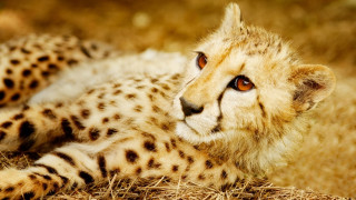 Cheetah sad lying in grass - a cheetah free wallpaper
