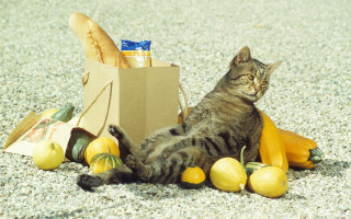 Cat laying bag food fruit - photography free wallpaper