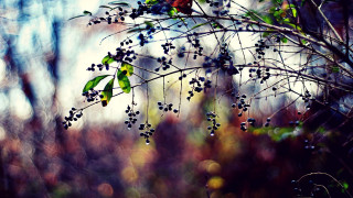 Branch berries forest leaves sky - berry free wallpaper