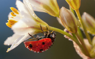 Ladybug flower water droplets macro - a lady bug free wallpaper