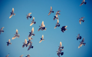 Birds blue sky white black - a flock of birds free wallpaper