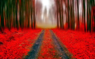 Red forest road autumn leaves 2 - autumn free wallpaper for desktop
