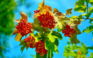 Berries branch leaves blue sky 2 - a bunch of berries free wallpaper