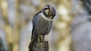 Bird perched forest background jigsaw - a tree branch in a forest free wallpaper