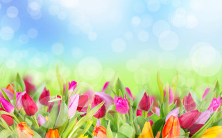 Colorful tulips blue sky bokeh - plain free wallpaper for desktop