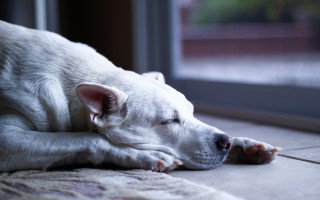 White dog laying by window - diffuse free wallpaper