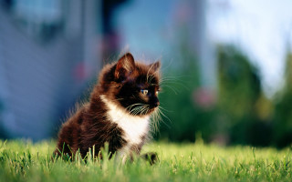 Kitten grass impressionist building outdoors - majestic free wallpaper