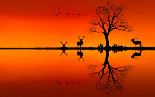 Deer tree lake sunset birds - a red sky free wallpaper