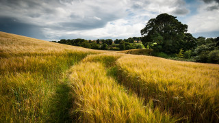 Field path cloudy sky nature - the middle of the day free wallpaper