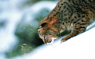 Cat ledge looking down grass - the foreground and a blurry background free wallpaper
