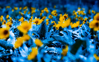 Sunflowers blue leaves green leaves - adobe lightroom free wallpaper for desktop