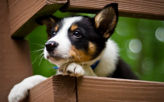 Dog over fence cute blurry - the window free wallpaper