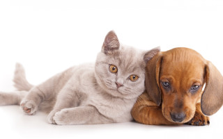 Cat dog animal group white - a cat and a dog free wallpaper