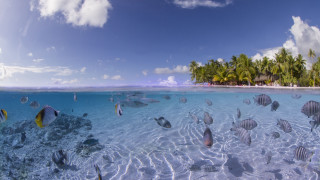 Fish lagoon beach palm sky - palm tree free wallpaper for desktop