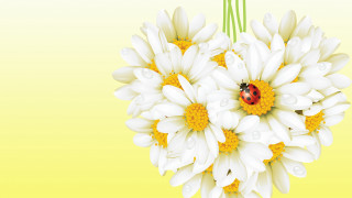 Ladybug white flower yellow background - yellow background free wallpaper