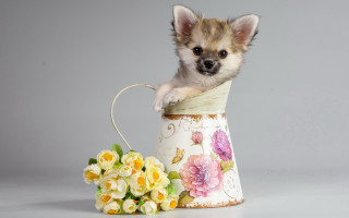 Small dog vase flowers basket - a small dog free wallpaper