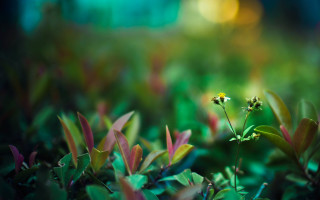 Yellow flower green background bokeh - green grass free wallpaper