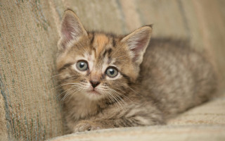 Kitten sad couch carlos catasse 2 - a kitten free wallpaper for desktop