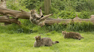 Cat jumping catch ball field - a cat free wallpaper