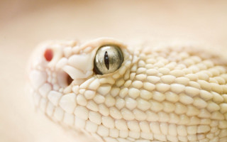 White snake head black eye - a black eye free wallpaper