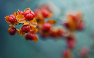 Berries branch leaves macro blur - leaf and berries free wallpaper