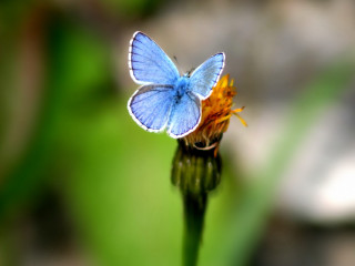 Blue butterfly flower field macro - blurry free wallpaper for desktop