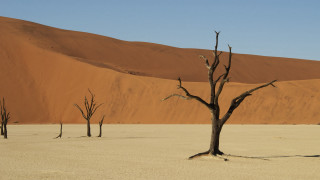 Barren desert dead trees hill - barren free wallpaper