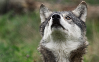 Dog upward head tilted naturalism - his eye free wallpaper