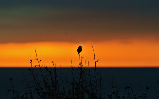 Bird sunset tree mountain silhouette - the background and a bird free wallpaper