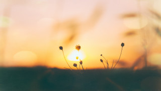Sunset flower field microscopic lens - anamorphic free wallpaper for desktop