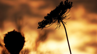 Plant sunset clouds backlighting macro - a plant free wallpaper