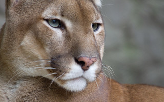 Mountain lion closeup blurry background 4 - a blurry background of trees free wallpaper