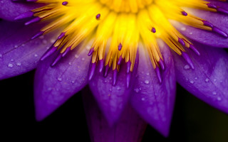 Purple flower water droplets macro 41 - yellow center free wallpaper