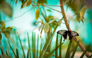 Blue butterfly on branch nature - a few leaf free wallpaper