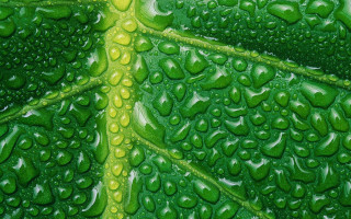 Green leaf water drops yellow 4 - detailed oil painting free wallpaper
