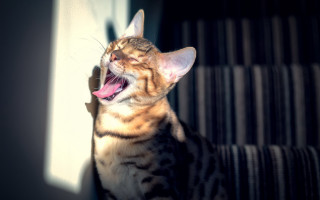 Cat yawning on couch blurry - its mouth wide open free wallpaper