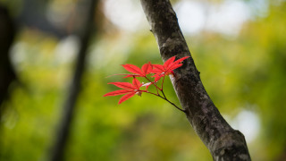Red flower forest branch macro - autumn free wallpaper