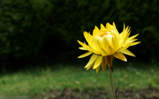 Yellow flower green background macro 2 - a few bush free wallpaper