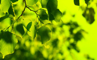 Leafy branch green bokeh nature - the leaf free wallpaper for desktop